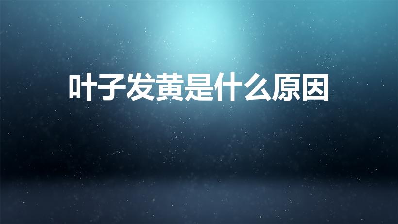 叶子发黄是什么原因（叶子发黄是怎么回事）