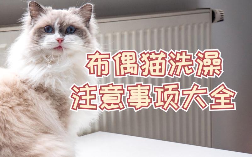 猫洗澡的注意事项（猫洗澡须知）