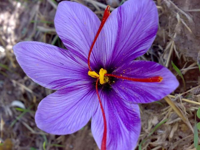 西红花和藏红花哪个贵一点（西红花与藏红花价格对比）