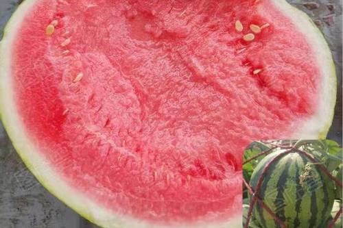 麒麟瓜产地哪里（麒麟瓜产地分布）