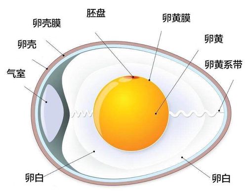 蛋是什么结构（蛋的结构及重要性）