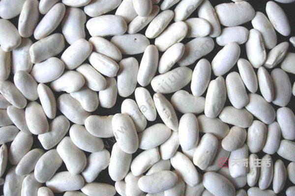 白芸豆是什么（白芸豆的特点和用途）