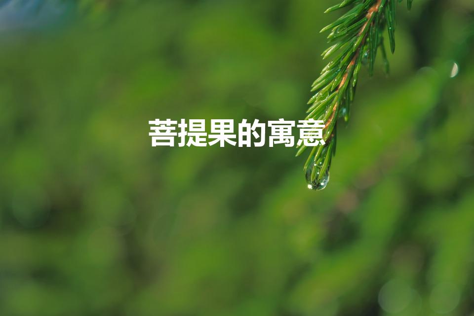菩提果的寓意（菩提果代表什么意思）