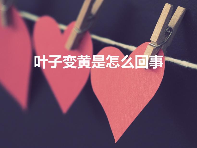 叶子变黄是怎么回事（多肉植物 叶子开始变黄是怎么回事啊）