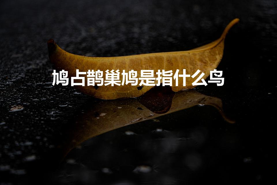 鸠占鹊巢鸠是指什么鸟（鸠占鹊巢的鸠指的是什么）