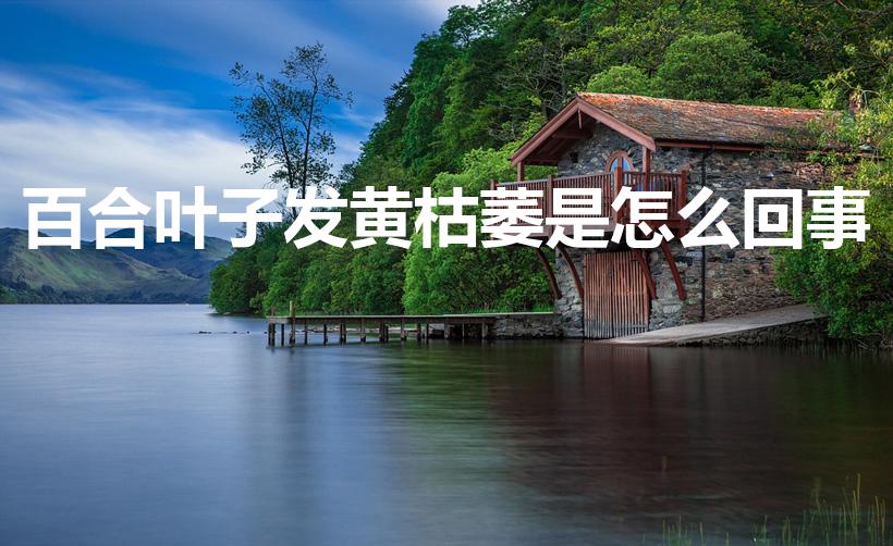百合叶子发黄枯萎是怎么回事（百合花叶子变黄了怎么办）