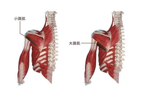 大圆肌在哪个位置图片（大圆肌位置图解）