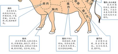 雪花肉在牛身上哪个部位图解（雪花肉的部位解析）