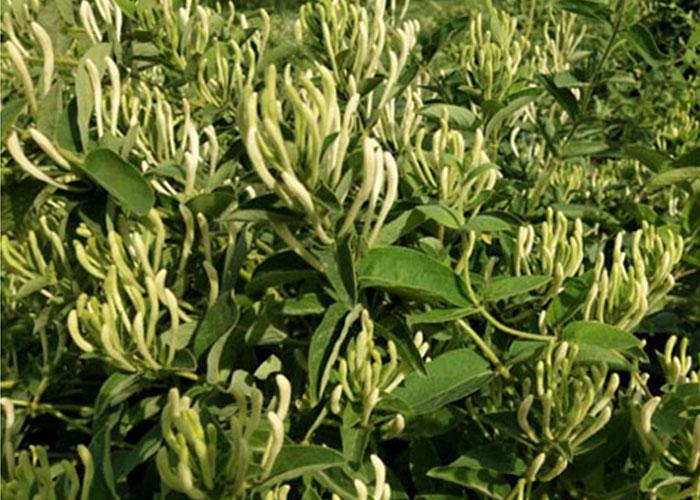 金银花目前什么价位（金银花价格最新情况）