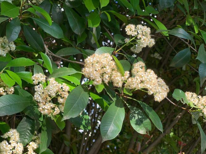 石楠花是什么味道（石楠花的香味特点）