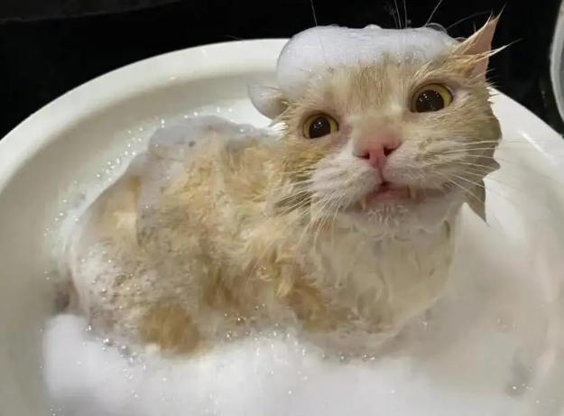 猫洗澡后不吹干的危害（猫洗澡后不吹干的风险）