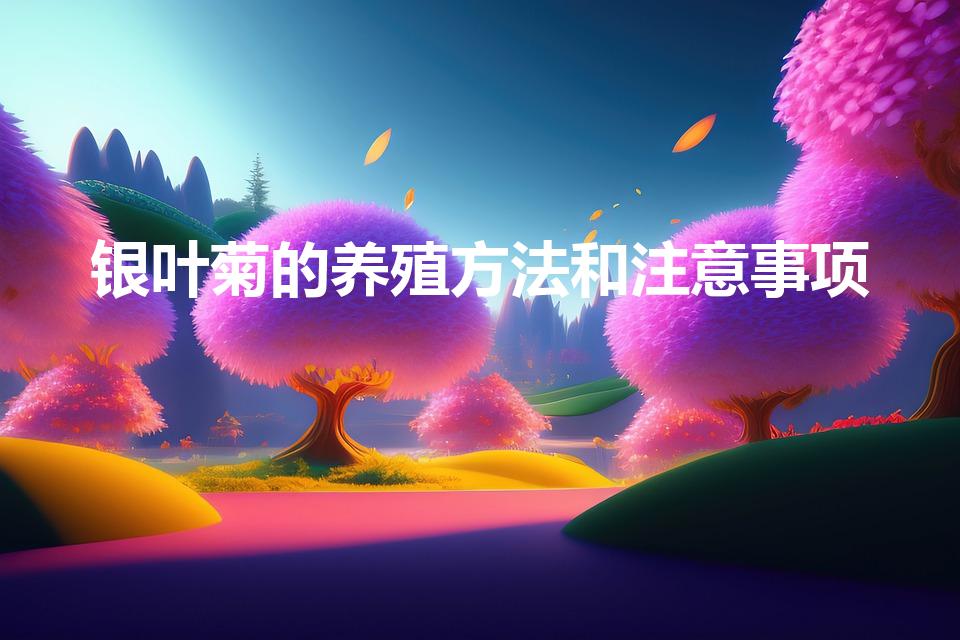 银叶菊的养殖方法和注意事项（如何饲养银叶菊）
