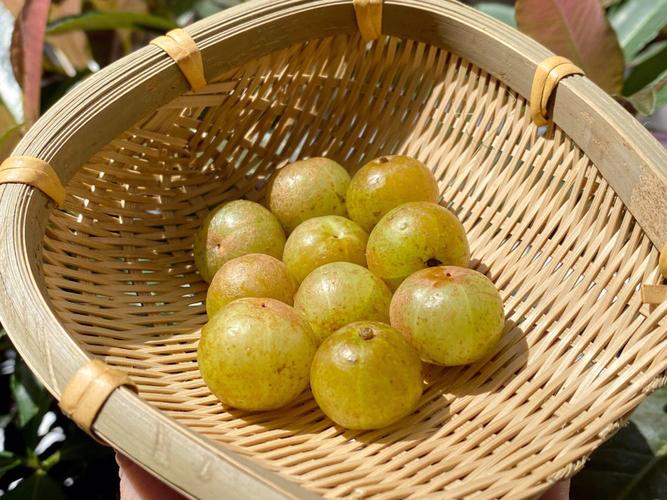 油柑怎么吃（油柑的多种食用方法）