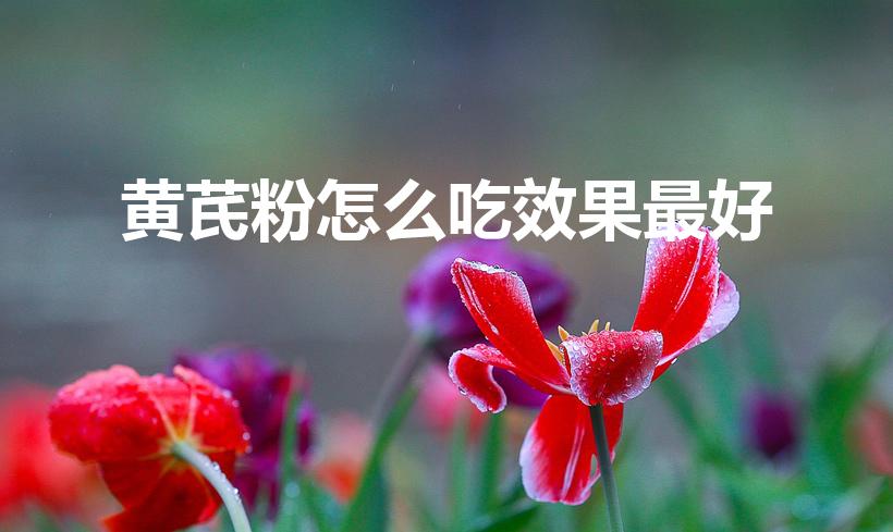 黄芪粉怎么吃效果最好（黄芪粉怎么吃）
