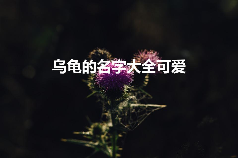 乌龟的名字大全可爱（给乌龟取名）