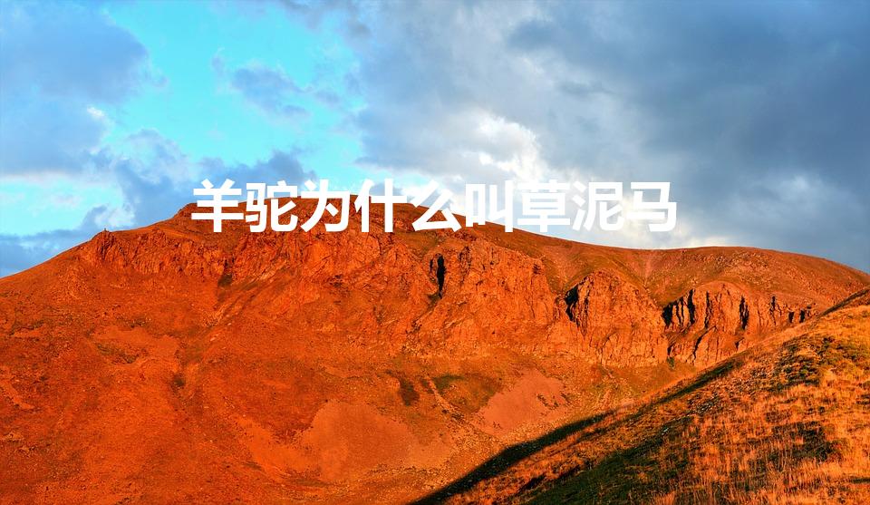 羊驼为什么叫草泥马（羊驼吃草什么意思）