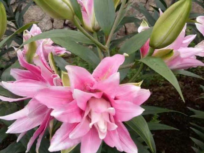 食用百合开什么样的花（食用百合的花长什么样）