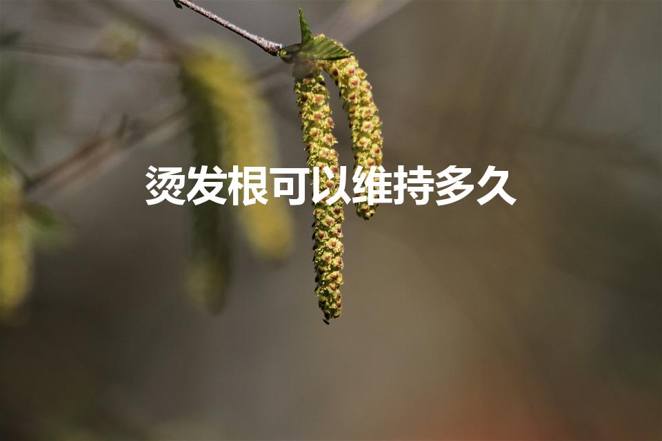 烫发根可以维持多久（发根蓬松烫能持续多久）