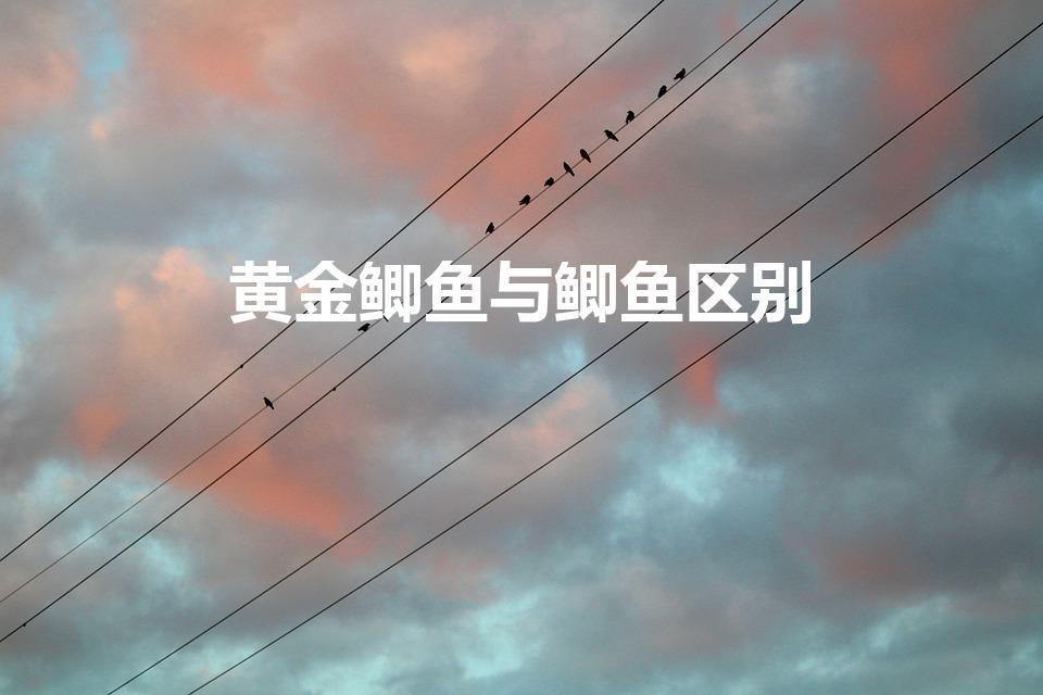 黄金鲫鱼与鲫鱼区别（黄鲫鱼和鲫鱼区别）