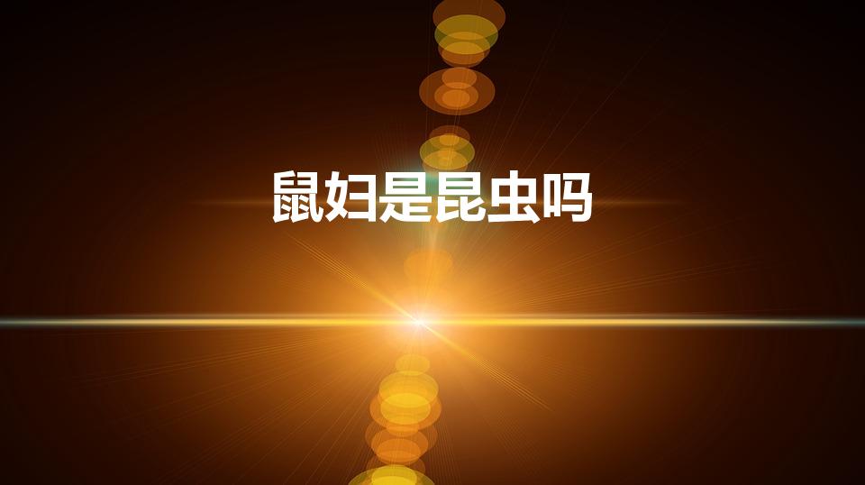 鼠妇是昆虫吗（鼠妇是什么动物）