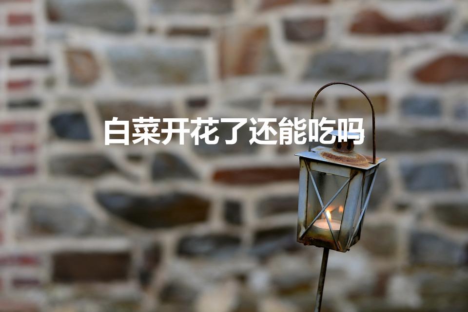 白菜开花了还能吃吗（白菜花能吃吗 白菜开花了还能吃吗）