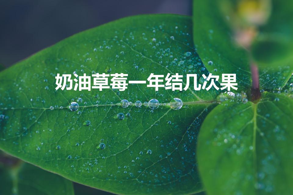 奶油草莓一年结几次果（四季草莓一年结几次果）