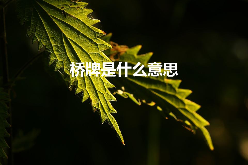 桥牌是什么意思（什么叫桥牌）