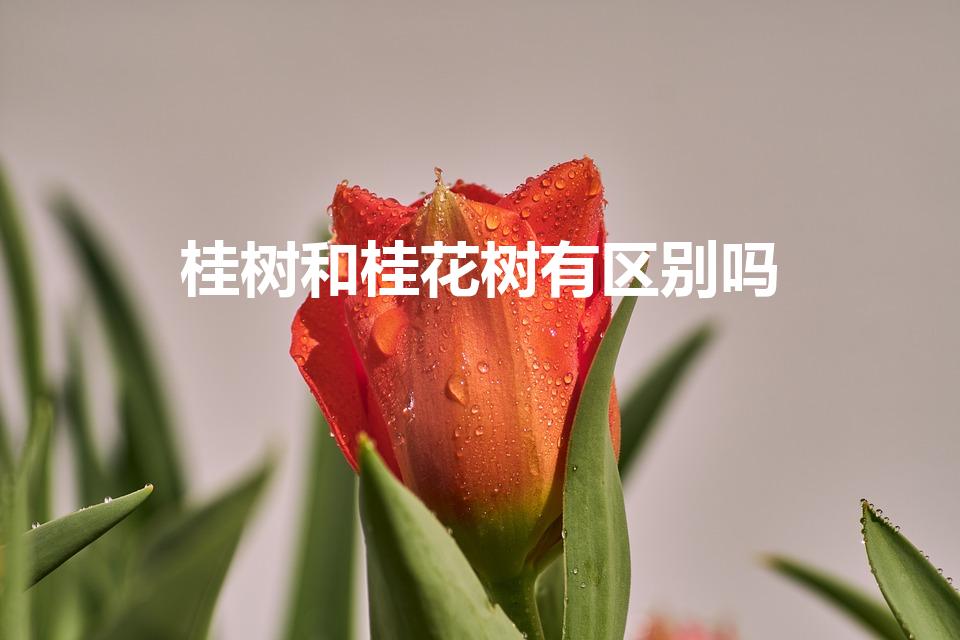 桂树和桂花树有区别吗（桂树和桂花树的区别）