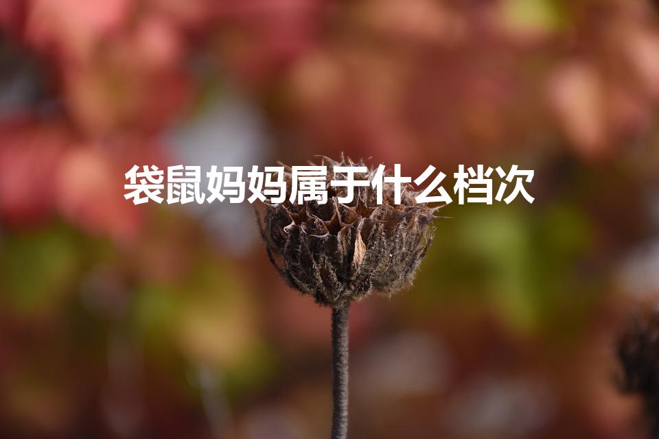 袋鼠妈妈属于什么档次（孕妇护肤品什么牌子比较好）