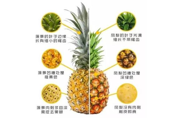 凤梨和菠萝有什么不一样？两种水果有什么区别