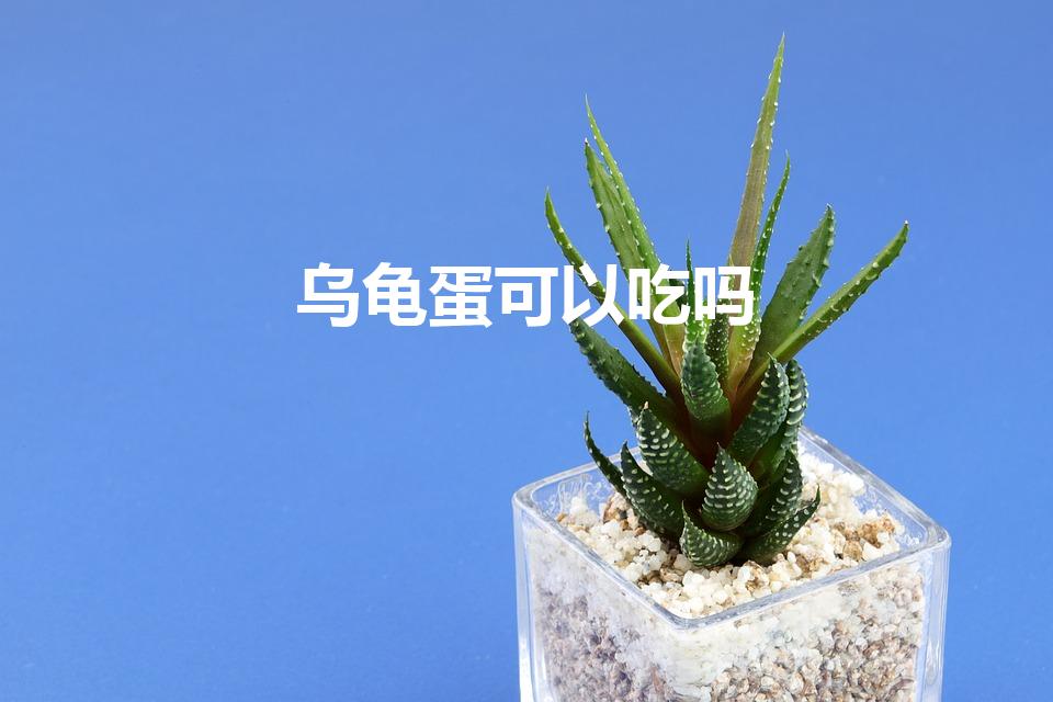 乌龟蛋可以吃吗（可以吃乌龟蛋吗）