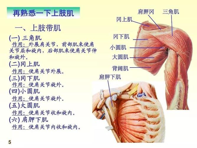 冈下肌在哪个位置图片（冈下肌位置详解及示意图）