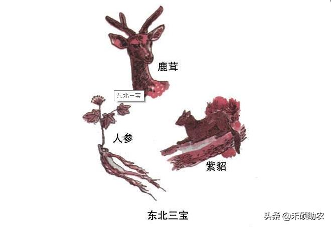 女人三宝是指哪三宝(健康、美丽、自信)