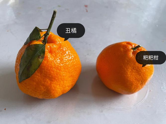 丑橘和粑粑柑哪个贵（丑橘和粑粑柑价格对比）