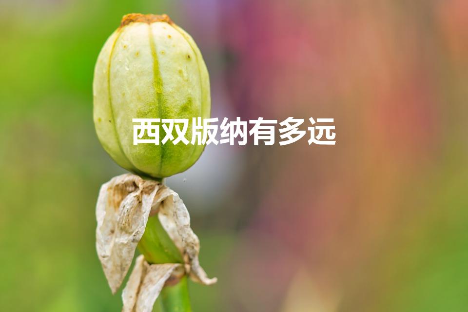 西双版纳有多远（大理至西双版纳距离多少公里）