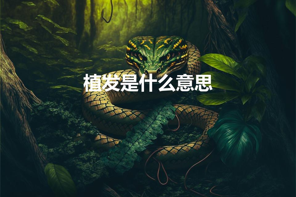 植发是什么意思（种植头发是什么意思）