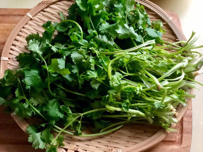 食香菜是什么（了解香菜的起源和用途）