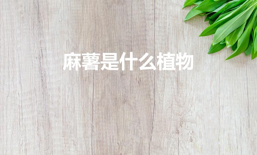 麻薯是什么植物（麻薯孕妇可以吃吗）