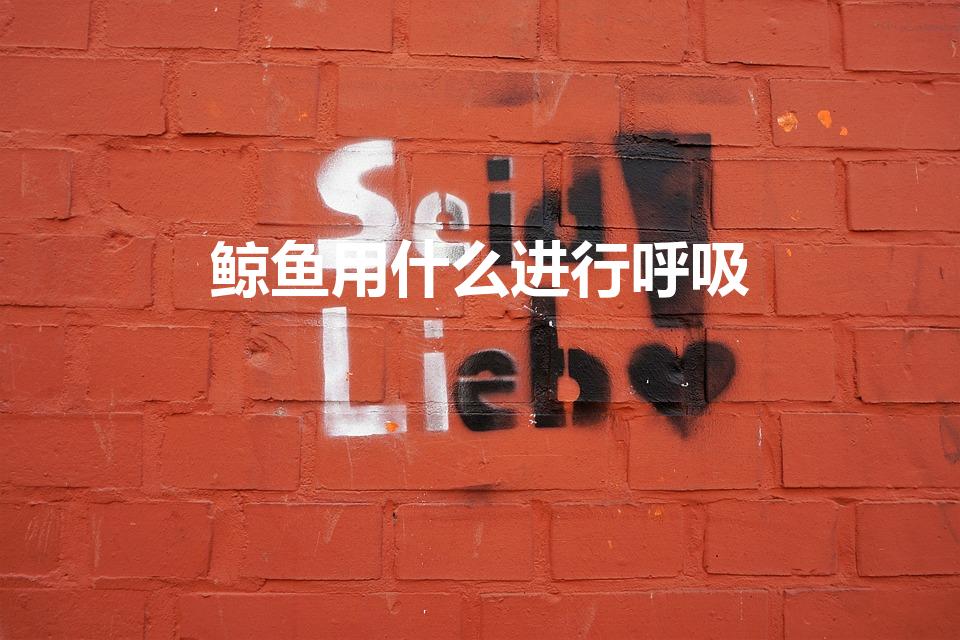 鲸鱼用什么进行呼吸（鲸鱼用什么呼吸）