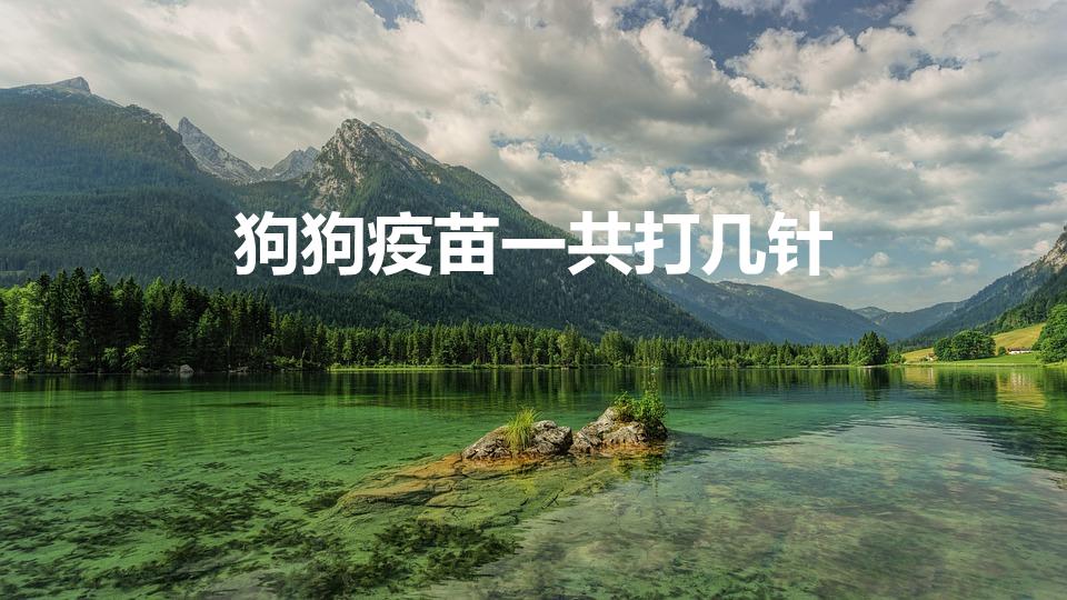 狗狗疫苗一共打几针（小狗到底要打几针疫苗）