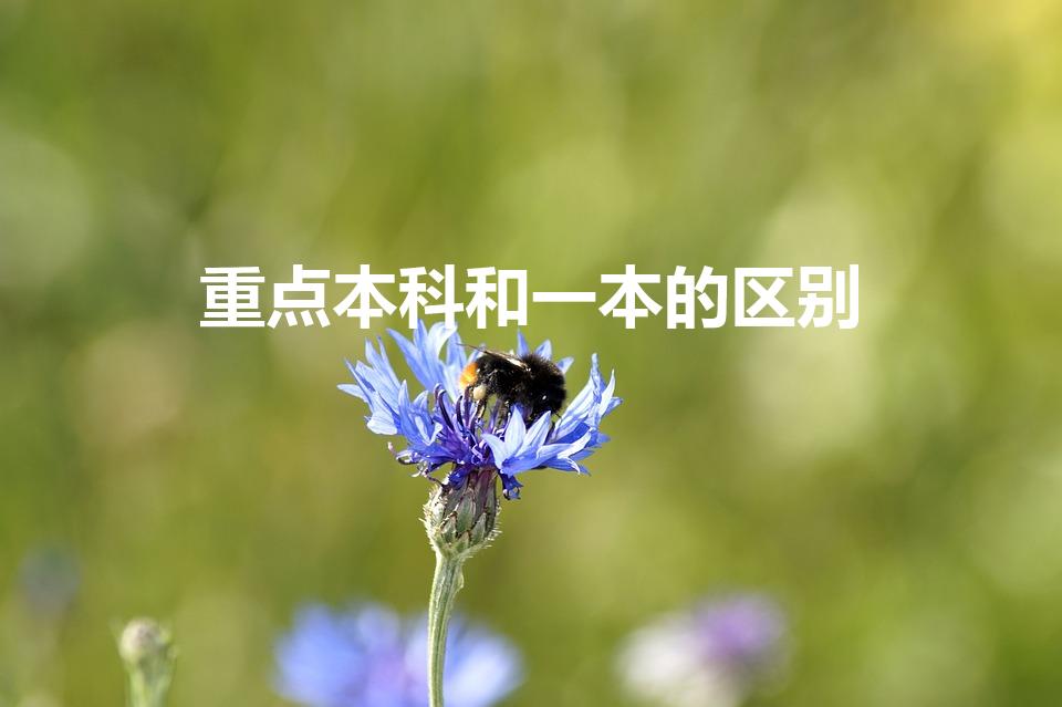重点本科和一本的区别（一本和重本的区别）