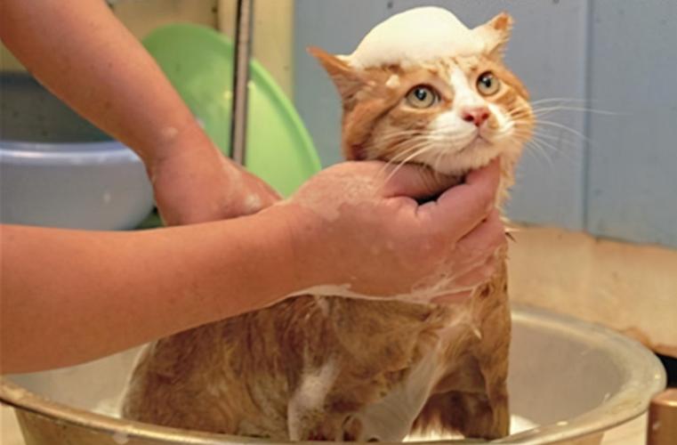 猫咪洗完澡不吹干会怎样（猫咪不吹干洗澡后会发生什么）