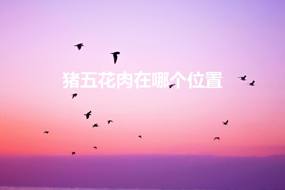 猪五花肉在哪个位置（五花肉是哪个部位）