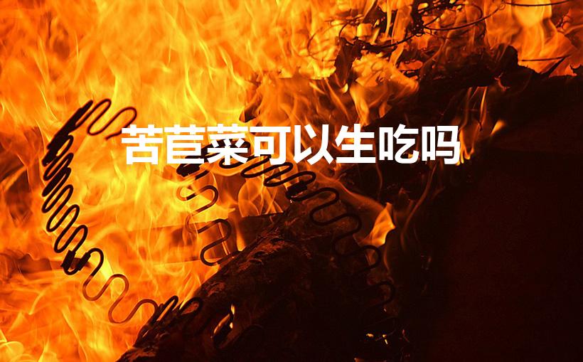 苦苣菜可以生吃吗（苦苣菜生吃还是焯水）