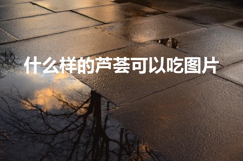 什么样的芦荟可以吃图片（请问这是什么芦荟,可以吃吗）