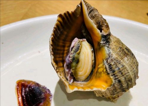 海螺蒸为什么蒸10分钟就老了（为何海螺蒸10分钟老化？）