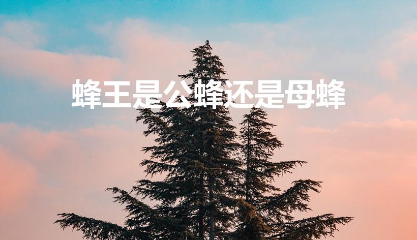 蜂王是公蜂还是母蜂（蜜蜂中的蜂王是）