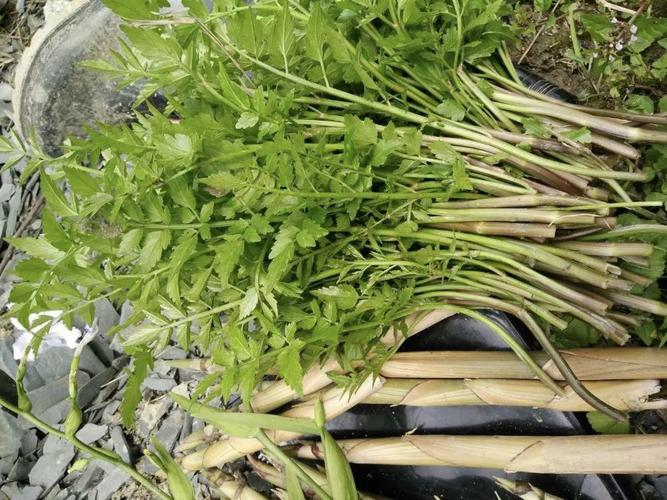 哪种野芹菜有毒(野芹菜毒性种类)