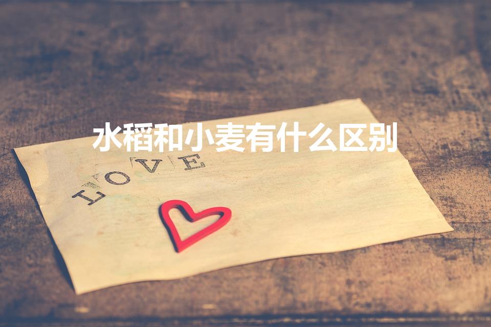 水稻和小麦有什么区别（麦子和水稻怎么区分）