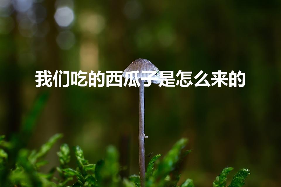 我们吃的西瓜子是怎么来的（西瓜子怎么来的）